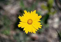 Coreopsis lanceolata