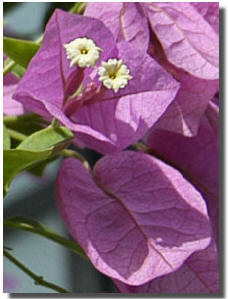 Picture of Bougainvillea glabra