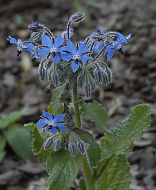 Borage